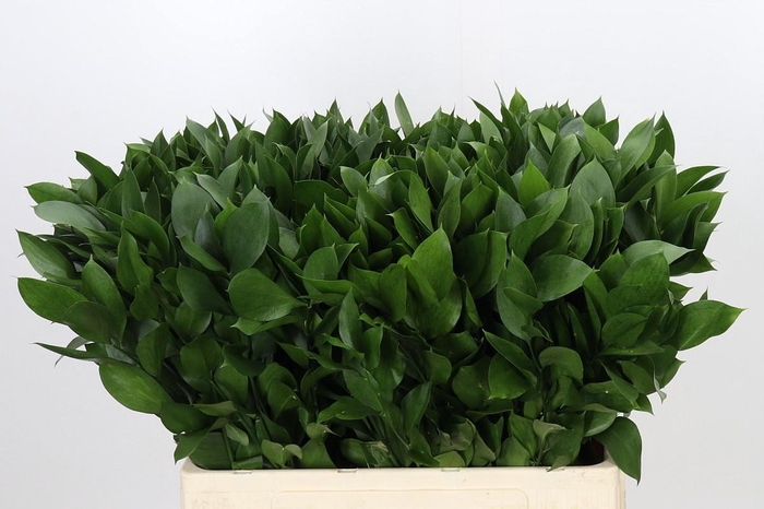 <h4>RUSCUS HYPOPHYLLUM</h4>