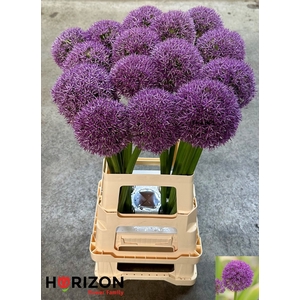 ALLIUM GROOTBLOEMIG