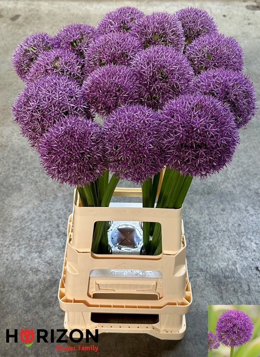 <h4>ALLIUM GROOTBLOEMIG</h4>