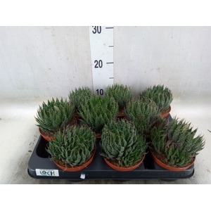 Aloe   ...