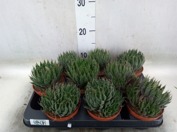 <h4>Aloe   ...</h4>