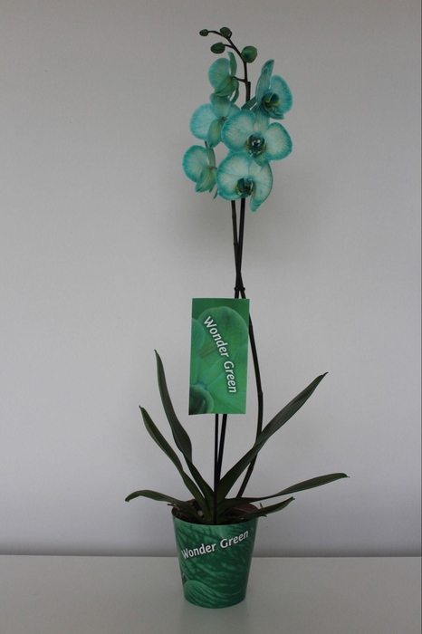 <h4>Wonder Green 1 tak</h4>