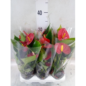 Anthurium  'Diamond Red'