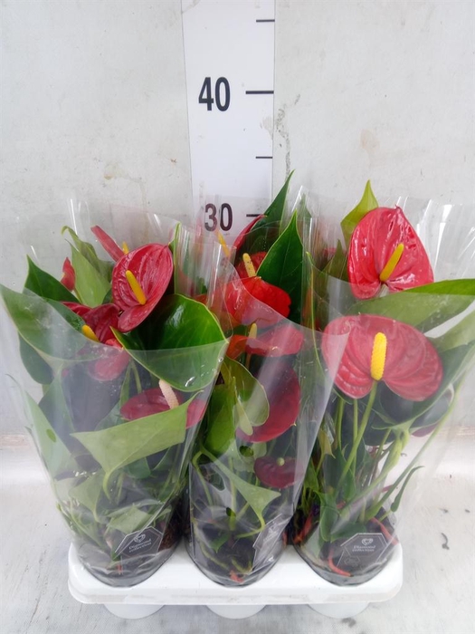 <h4>Anthurium  'Diamond Red'</h4>