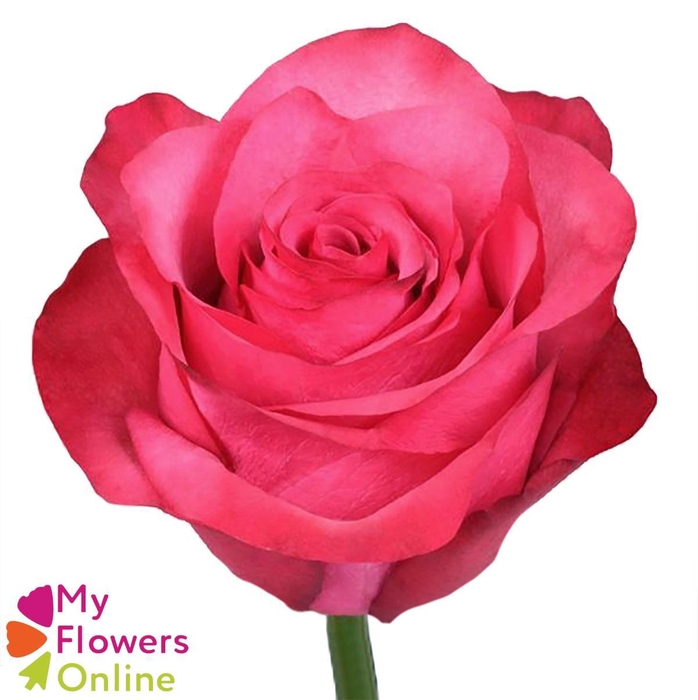 <h4>R Gr Lola Hot Pink 50cm CO</h4>