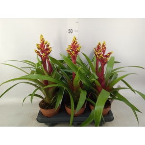 Guzmania   ...
