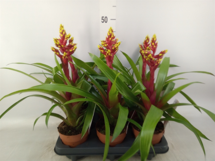 <h4>Guzmania   ...</h4>