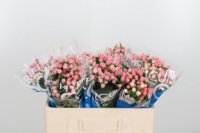 <h4>Hyp Coco Casino</h4>