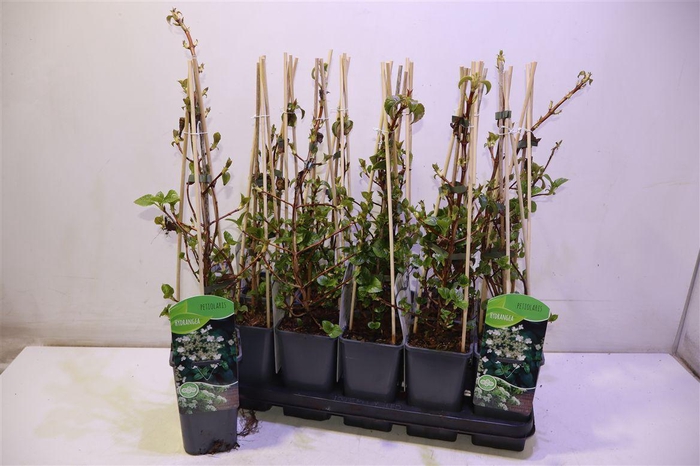 <h4>Hydr Petiolaris</h4>