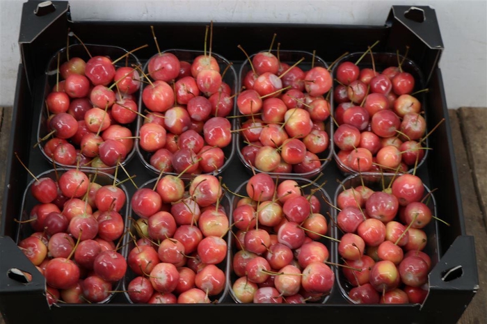 <h4>Waxmalus Naturel</h4>