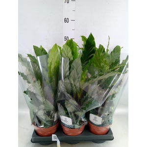 Calathea rufibarba 'Miroscha'
