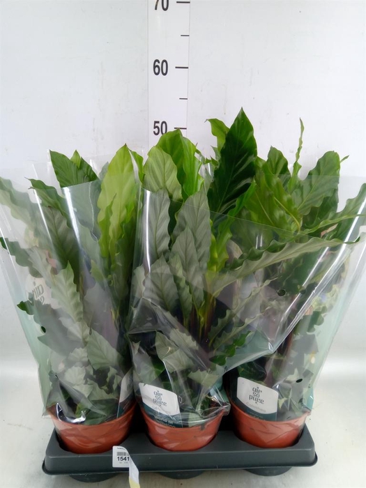 <h4>Calathea rufibarba 'Miroscha'</h4>