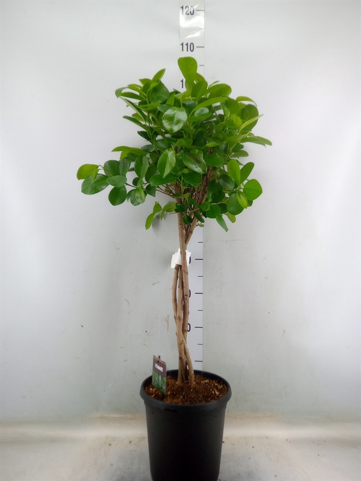 <h4>Ficus microcarpa 'Moclame'</h4>