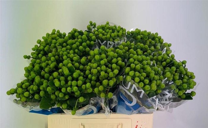 <h4>Hyp Coco Bamboo</h4>