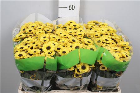 <h4>Chr S Patrese Sunny</h4>