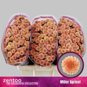 CHR S MILLER APRICOT