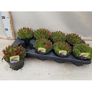 SAXIF AR TOUR DP RED