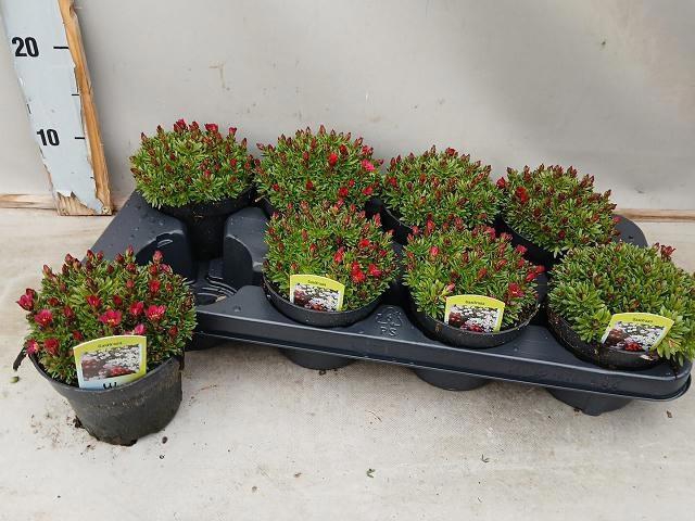 <h4>SAXIF AR TOUR DP RED</h4>