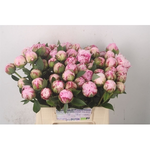 Paeo L Sarah Bernhard Pink