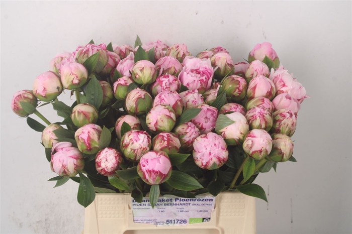 <h4>Paeo L Sarah Bernhard Pink</h4>