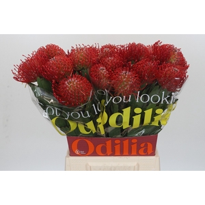 Nutans Ayoba Red