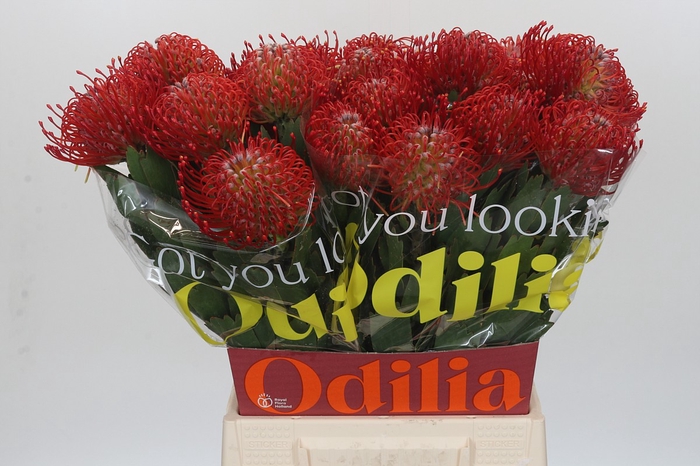 <h4>Nutans Ayoba Red</h4>