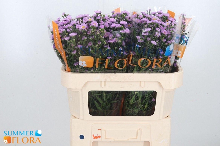 <h4>AST PAINTED LADY</h4>