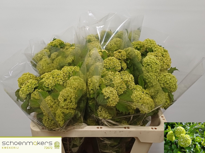 <h4>VIBURNUM ROSEUM ST</h4>