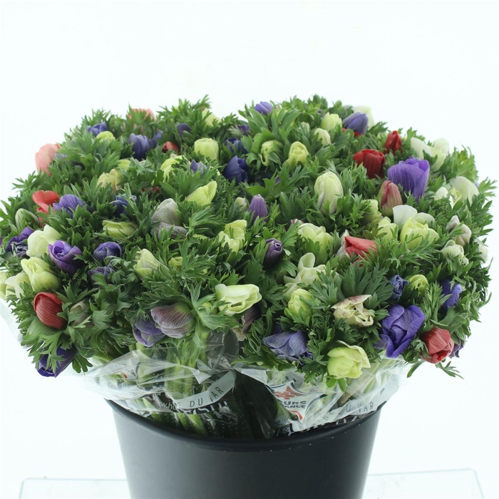 <h4>Anem Co Mar Pastel</h4>