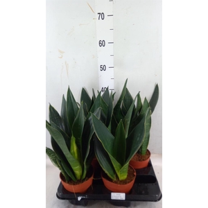Sansevieria trifa.   ...