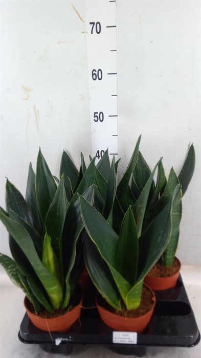 <h4>Sansevieria trifa.   ...</h4>