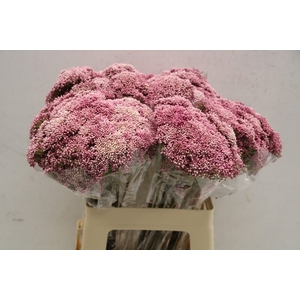 Ozothamnus cooks tall pink