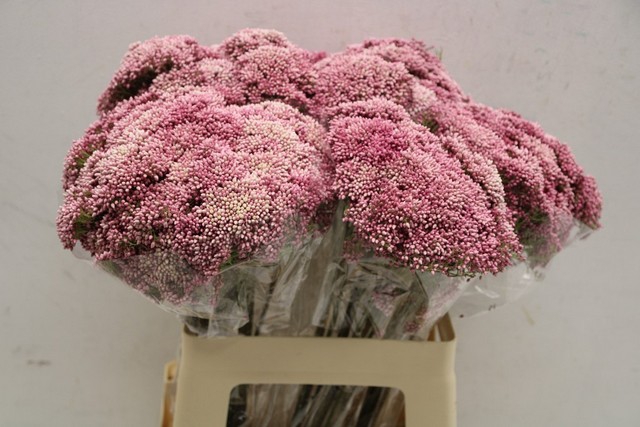 <h4>Ozothamnus cooks tall pink</h4>