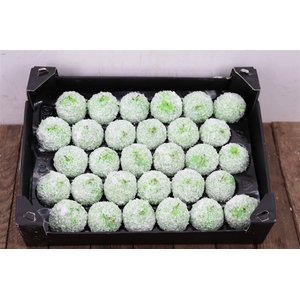 Waxappel Snow Groen Mint