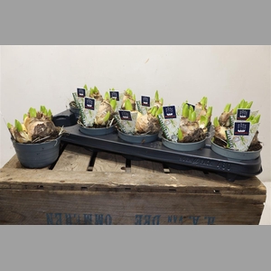 Hyacin Mult Ov White