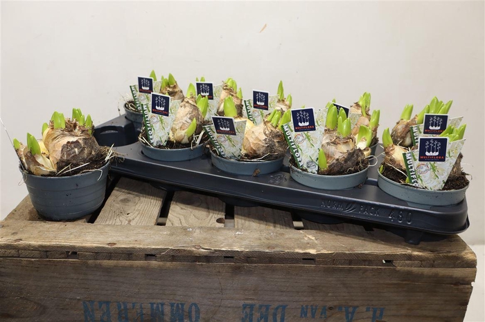 <h4>Hyacin Mult Ov White</h4>