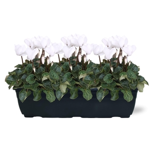 Cyclamen wit trio balkonbak 40cm