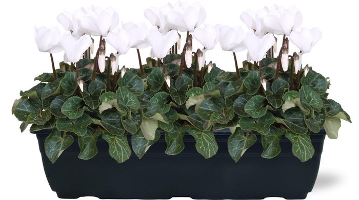 <h4>Cyclamen wit trio balkonbak 40cm</h4>