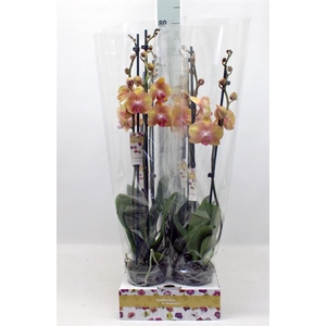 Phalaenopsis   ...