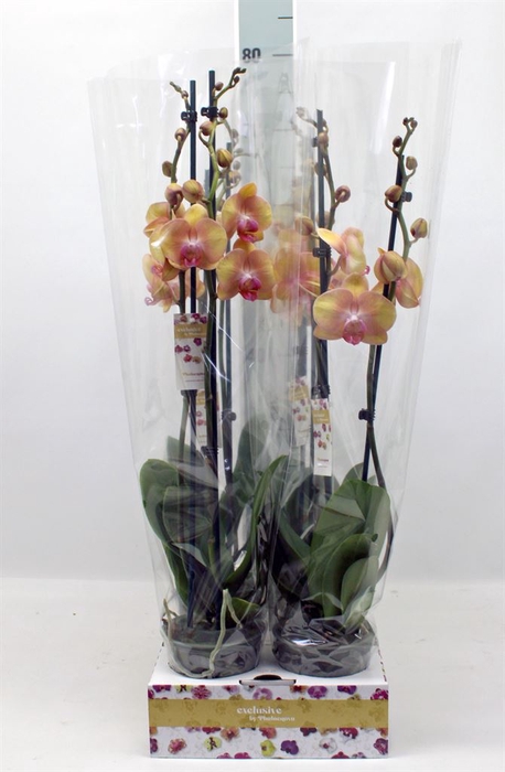 <h4>Phalaenopsis   ...</h4>