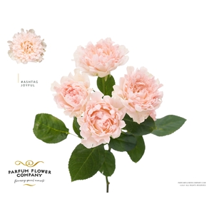 Rosa Spray #Ashtags Joyful