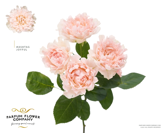 <h4>Rosa Spray #Ashtags Joyful</h4>