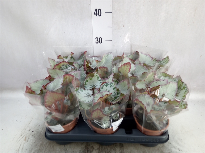 <h4>Begonia BD 'Hawaiian Silver'</h4>