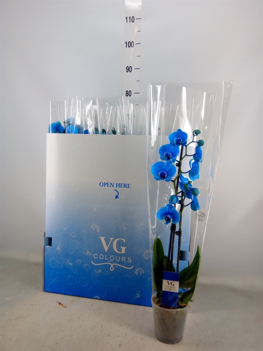 <h4>Phalaenopsis   ...</h4>