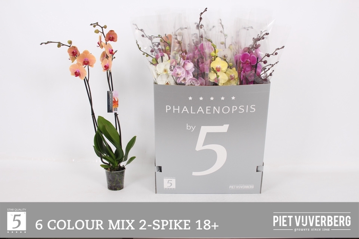 <h4>PHAL GEM 6 KL</h4>