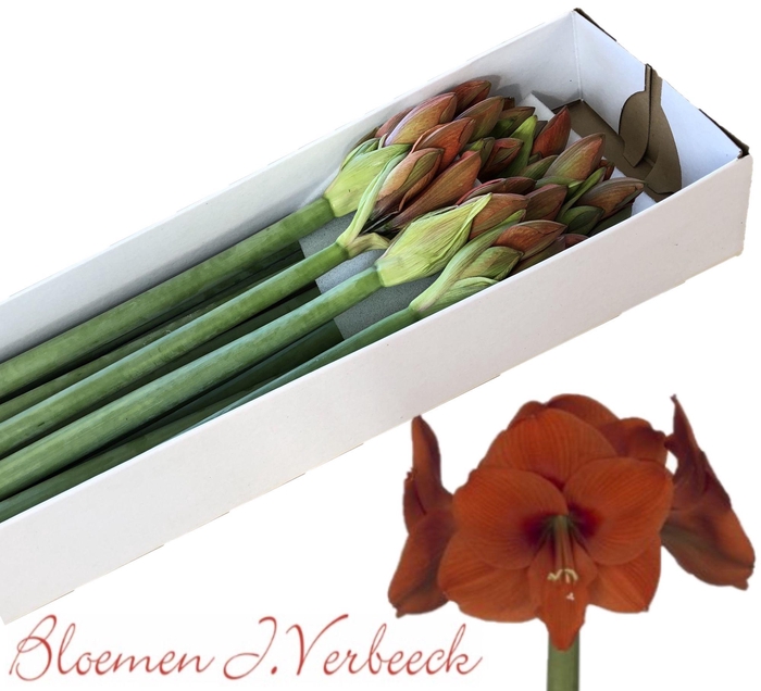 <h4>HIPP GA NARANJA</h4>