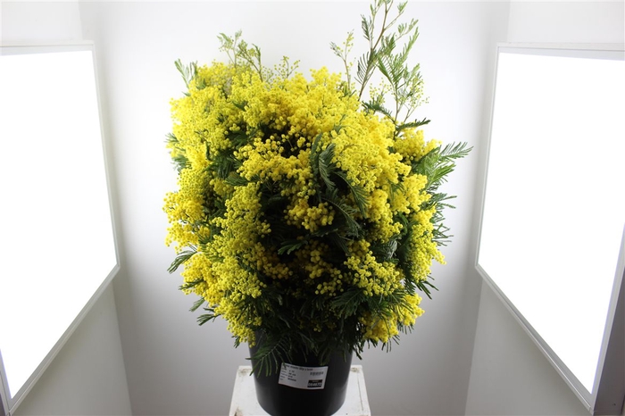 <h4>Mimosa Mirandol 500gr P Bunch</h4>