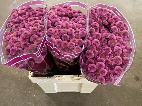 <h4>CHR SAN KISMO PINK</h4>