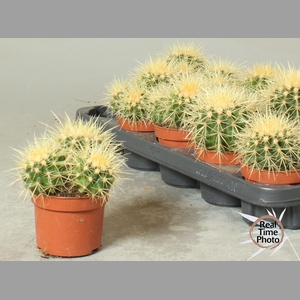 ECHINOC GRUSONII