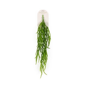 Amaranthus hangende struik grn 80cm